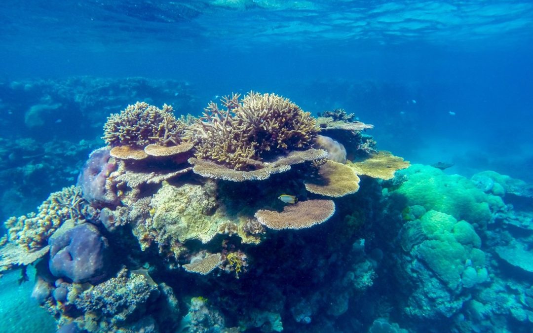 Coral not coal! The roles of celebrities in climate change contestation